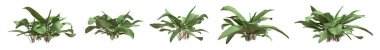 Beyazlar üzerinde izole edilmiş çimen çalıları. Kıvırcık Liman. Rumex Crisus. 3B illüstrasyon