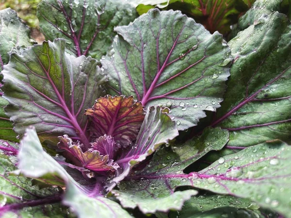 Close Decorative Curly Kale Vegetable — Stock Photo, Image