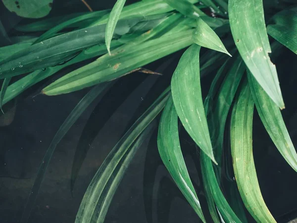 stock image Close up of green pandan leaves