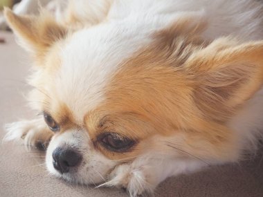 Beyaz chihuahua köpeğinin şirinliği