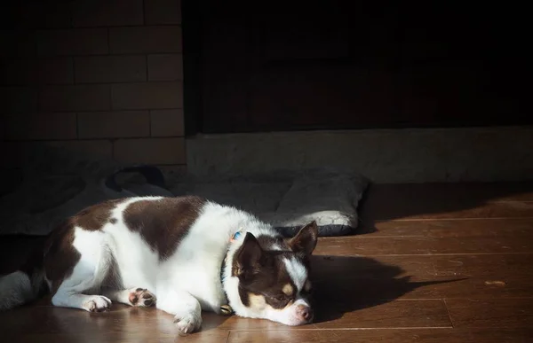 Söt Brynvit Chihuahua Hund — Stockfoto