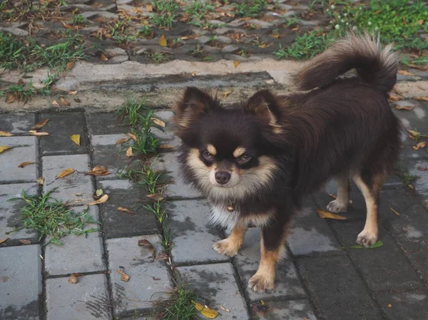 Schattig Van Bruine Chihuahua Hond — Stockfoto