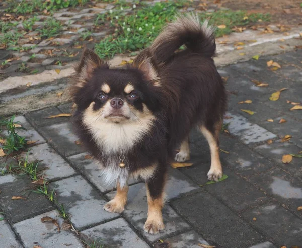 Söt Brun Chihuahua Hund — Stockfoto