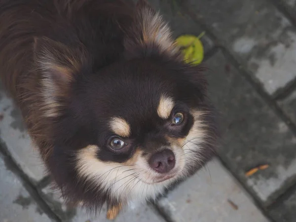 Χαριτωμένο Καφέ Σκυλί Τσιουάουα — Φωτογραφία Αρχείου
