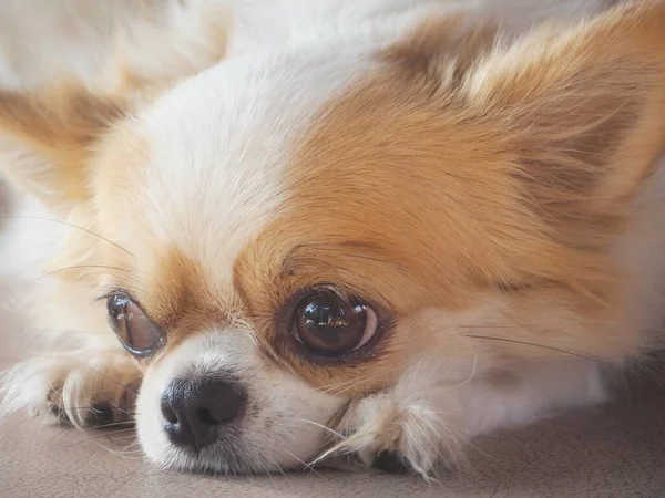 Bonito Cão Chihuahua Branco — Fotografia de Stock