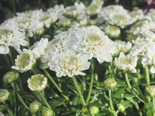 Krásné Bílé Květy Chryzantémy — Stock fotografie