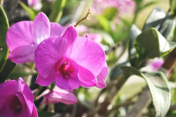 Beautiful Pink Orchid Flowers — Stock Photo, Image
