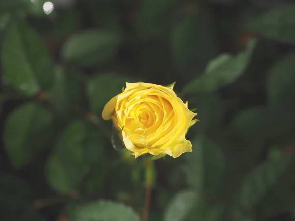 Schöne Gelbe Rose Blume — Stockfoto