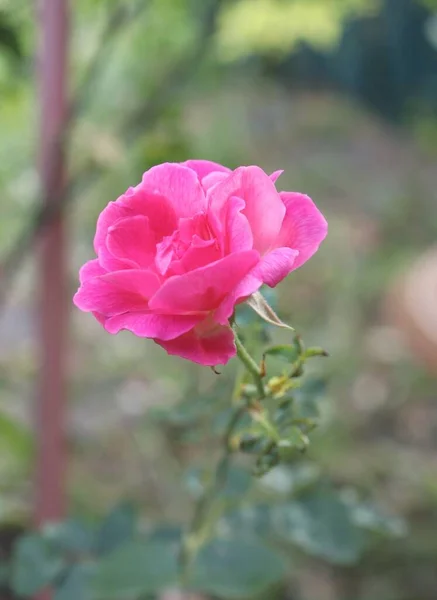 Цветок Розовой Розы — стоковое фото