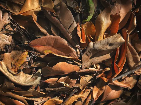 美丽的褐色干叶背 — 图库照片