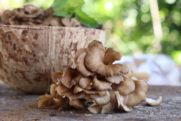 Nahaufnahme Von Pilz Auf Holz Hintergrund — Stockfoto