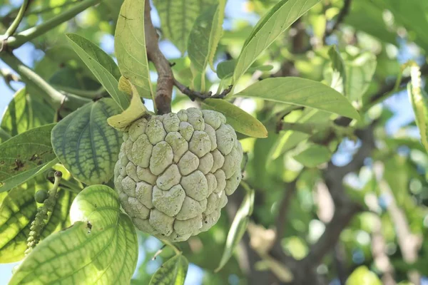 Custardappelfruit Met Bladeren — Stockfoto