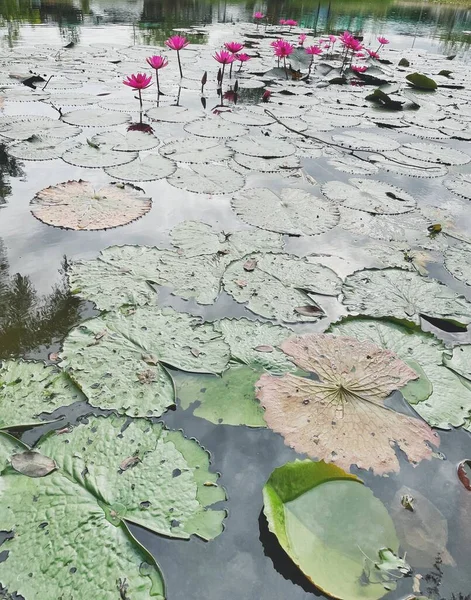 Schöne Rosa Lotusblumen Mit Teich — Stockfoto