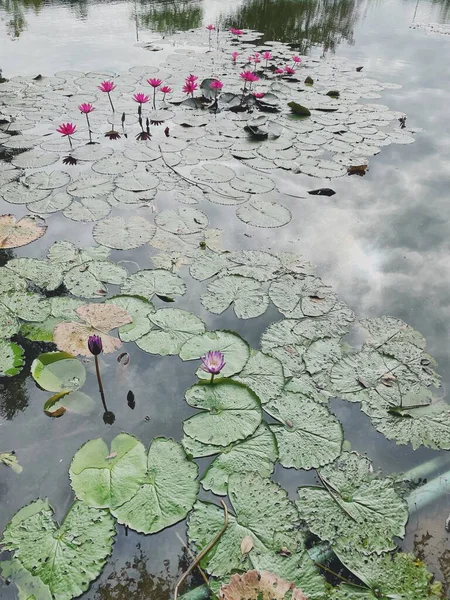 Frumos Flori Lotus Roz Iaz — Fotografie, imagine de stoc