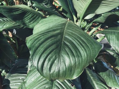 Yeşil tropik yaprakların güzelliği