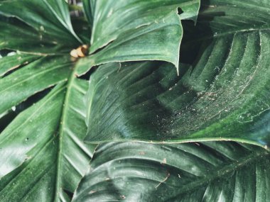 Yeşil tropik yaprakların güzelliği