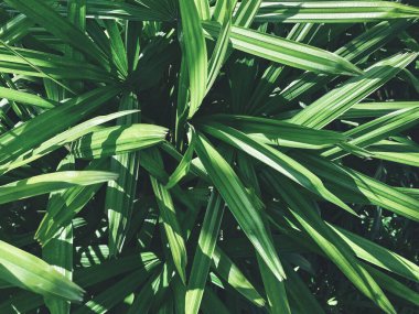 Yeşil tropik yaprakların güzelliği