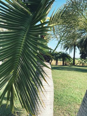 Güzel palm tropikal yaprak