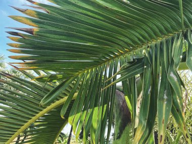 Güzel palm tropikal yaprak