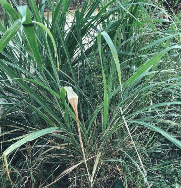 Yeşil çim arka plan veya doku bırakın