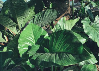 Yeşil tropik yaprakların güzelliği