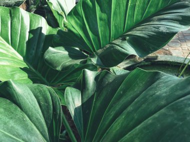 Yeşil tropik yaprakların güzelliği