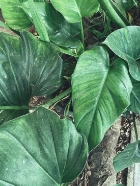 Yeşil tropik yaprakların güzelliği