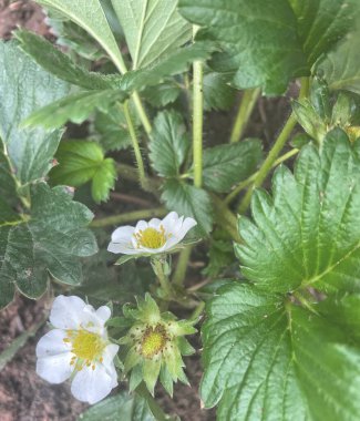 Güzel beyaz çilek çiçekleri