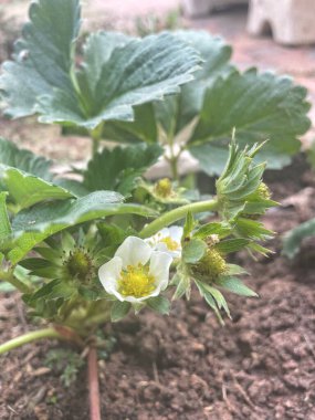 Güzel beyaz çilek çiçekleri