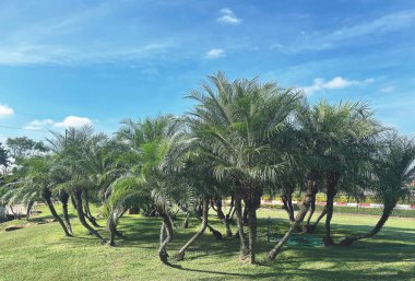 Tropikal palmiye ağaçları