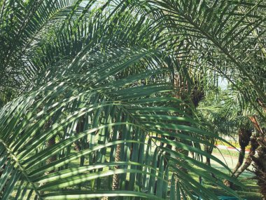 Güzel palm tropikal yaprak