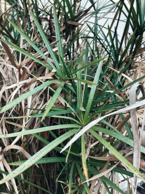 Yeşil tropik yaprakların güzelliği