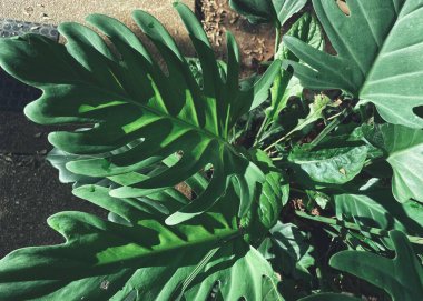 Yeşil tropik yaprakların güzelliği