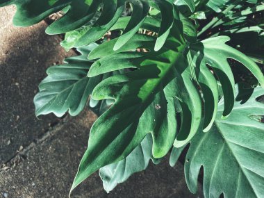 Yeşil tropik yaprakların güzelliği