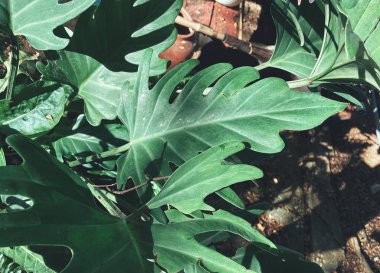 Yeşil tropik yaprakların güzelliği