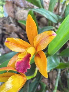 Sarı orkide çiçekler güzel