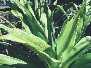 Yeşil tropik yaprakların güzelliği