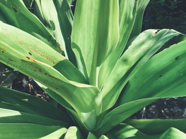 Yeşil tropik yaprakların güzelliği