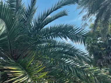 Yeşil tropik yaprakların güzelliği