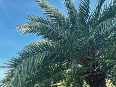 Yeşil tropik yaprakların güzelliği