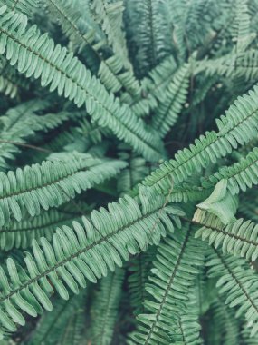 Tropikal eğrelti yaprakları güzel