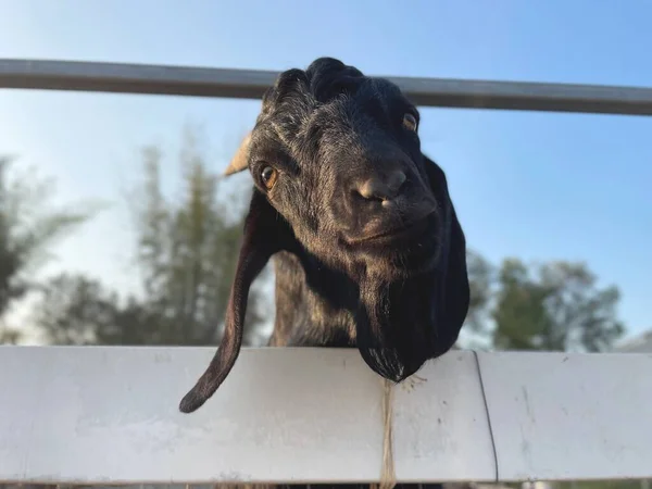 农场里的黑山羊 — 图库照片
