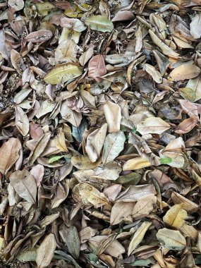 Kahverengi kurumuş yaprakların güzelliği