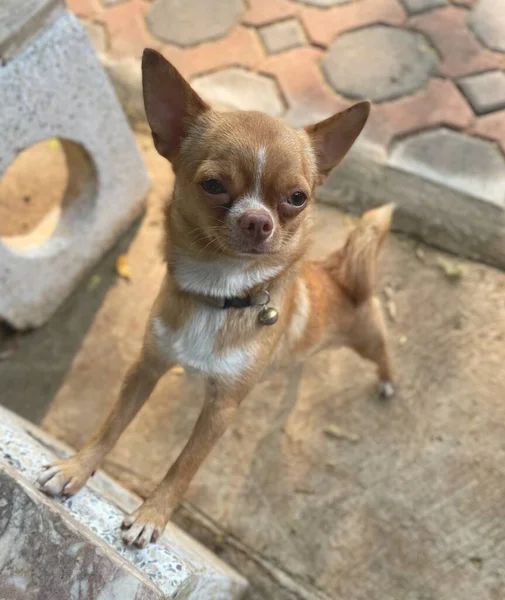 Cute Chihuahua Dog Pet — Fotografia de Stock