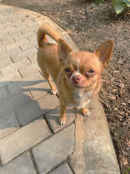 Linda Mascota Perro Chihuahua —  Fotos de Stock