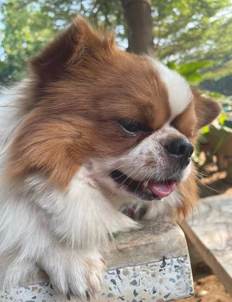 Cute Chihuahua Dog Pet — 图库照片