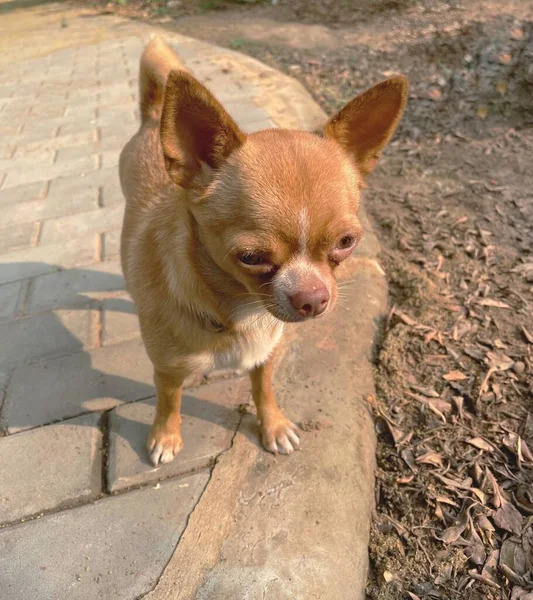 Cute Chihuahua Dog Pet — стоковое фото