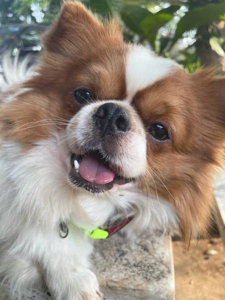 かわいいのChihuahua犬ペット — ストック写真