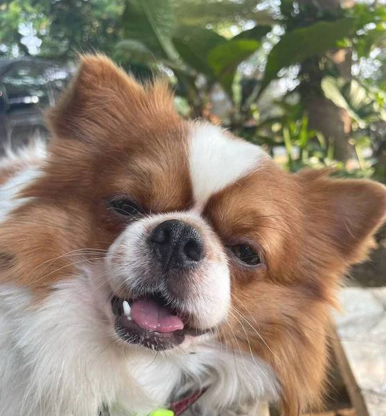 Cute Chihuahua Dog Pet — Zdjęcie stockowe