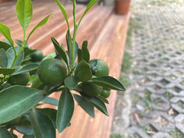 Ağaçta taze portakal meyvesi